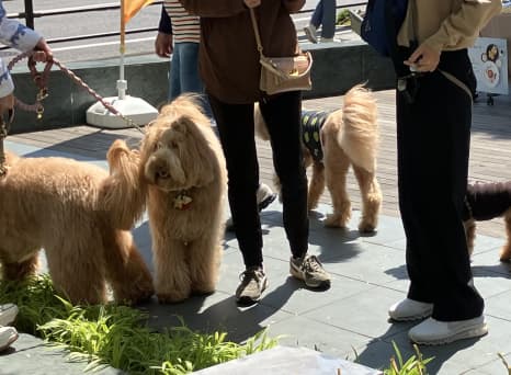 大人もこどもも、ワンちゃんも楽しい