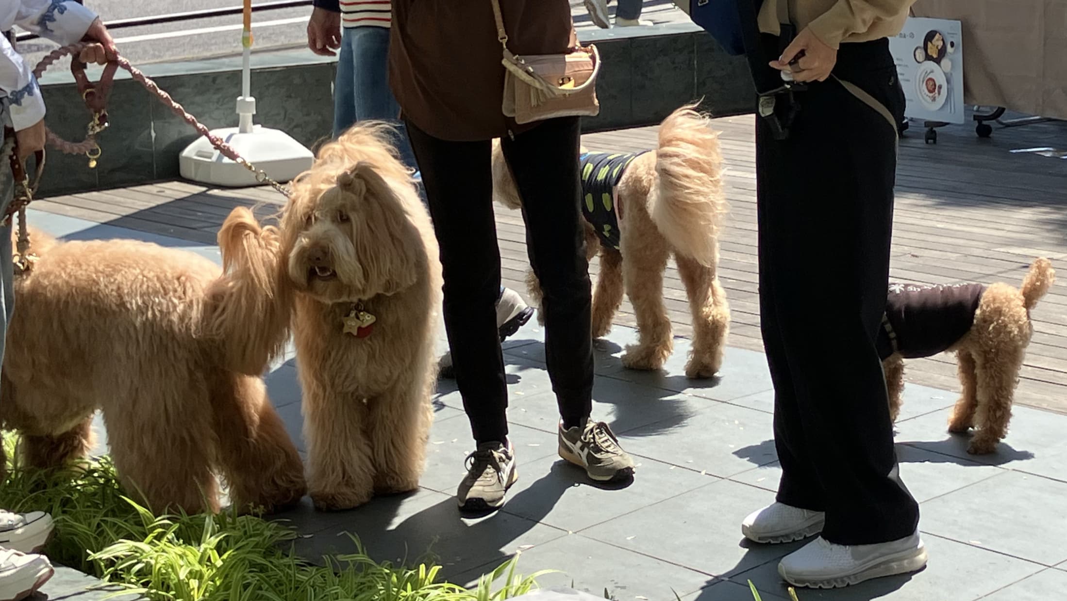 ワンちゃんも楽しい