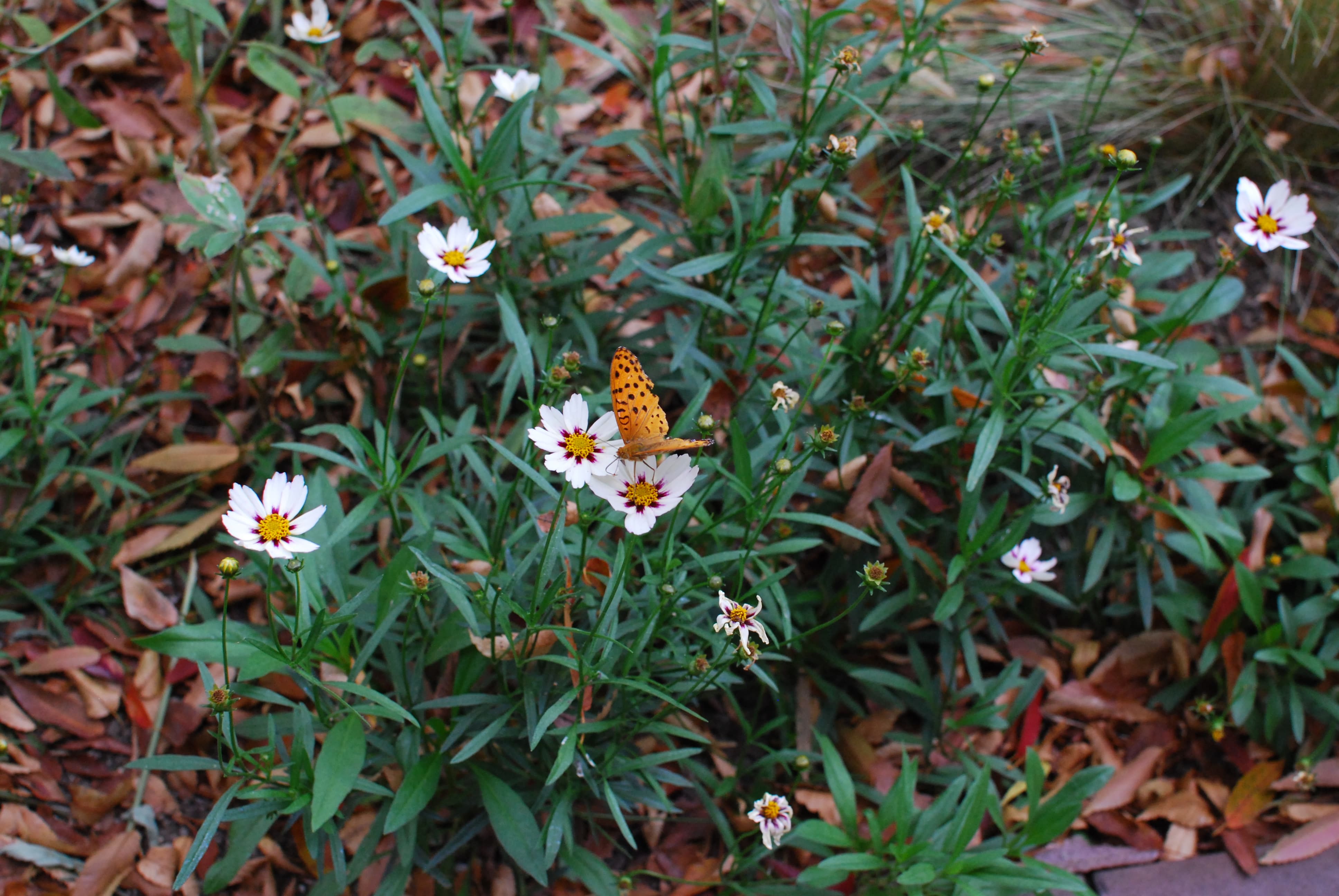 季節を彩る星が丘テラス