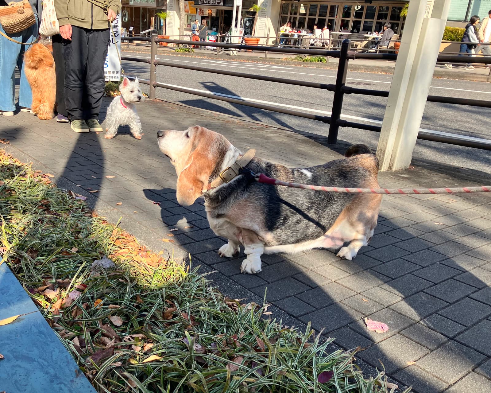 ワンちゃんも一緒に