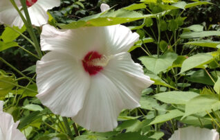 7月19日（土）植物園長の気まぐれ講座
