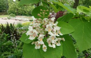 6月4日（水）植物園～みんなの植物楽（がく）～