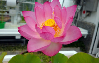 6月11日（水）植物園 ～みんなの植物楽（がく）～