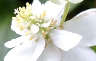 6月21日（土）植物園～みんなの植物楽(がく)～