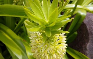 7月20日（日）植物園～みんなの植物楽(がく)～