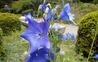 7月9日（水）植物園 ～みんなの植物楽（がく）～
