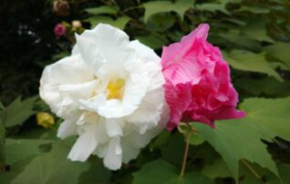 10月18日（土）植物園～みんなの植物楽(がく)～