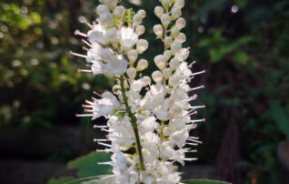 10月8日（水）植物園 ～みんなの植物楽（がく）～