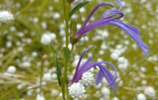 9月20日（土）植物園～みんなの植物楽(がく)～