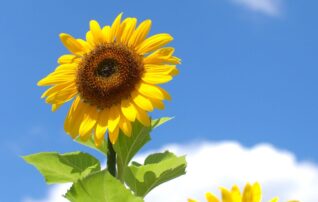 ひまわりの丘🌻