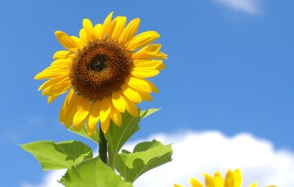 ひまわりの丘🌻