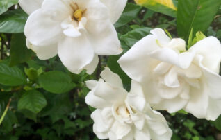 6月10日（水）植物園 ～みんなの植物楽（がく）～