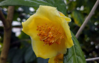 12月20日（土）植物園～みんなの植物楽(がく)～