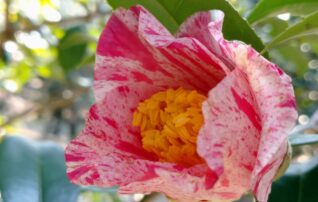 12月10日（水）植物園 ～みんなの植物楽（がく）～