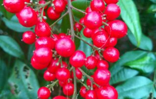 12月3日（水）植物園～みんなの植物楽(がく)～