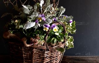 10月30日（金）春まで楽しむ「カゴ盛りの寄せ植え」
