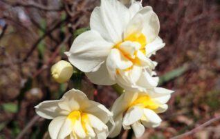 2月11日（水）植物園 ～みんなの植物楽（がく）～