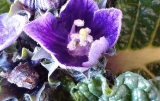 1月17日（土）植物園～みんなの植物楽(がく)～