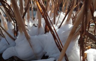 1月7日（水）植物園～みんなの植物楽(がく)～