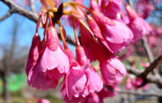 3月11日（水）植物園 ～みんなの植物楽（がく）～