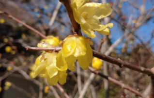 2月4日（水）植物園～みんなの植物楽(がく)～