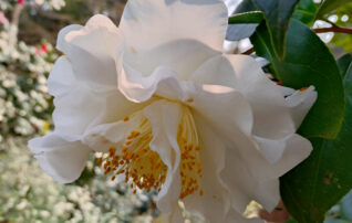 3月21日（土）植物園～みんなの植物楽(がく)～