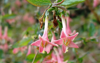 3月4日（水）植物園～みんなの植物楽(がく)～