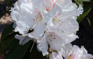 4月18日（土）植物園～みんなの植物楽(がく)～