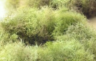 6月11日（木） スモークツリーのリース
