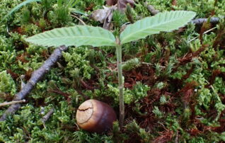 4月22日（水）植物園～みんなの植物楽(がく)～アベマキってどんな木（第1回）