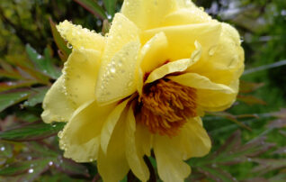 4月8日（水）植物園 ～みんなの植物楽（がく）～