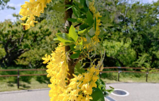 5月4日（月）植物園～みんなの植物楽(がく)～