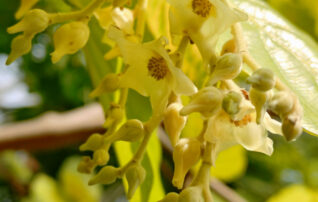 5月13日（水）植物園 ～みんなの植物楽（がく）～