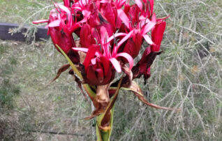 5月16日（土）植物園～みんなの植物楽(がく)～