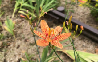 7月1日（水）植物園～みんなの植物楽(がく)～