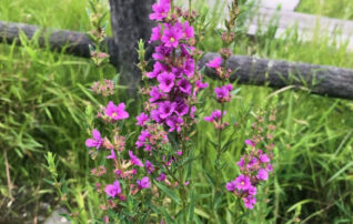 8月5日（水）尾張の「嘗百社」と伊藤圭介 ～みんなの植物楽（がく）～