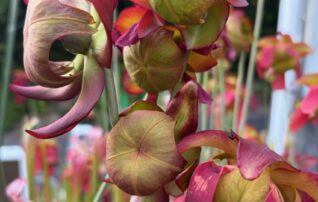 7月18日（土）植物園長の気まぐれ講座
