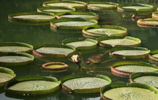 9月9日（水）植物園 ～みんなの植物楽（がく）～