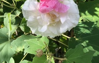 11月3日（火・祝）植物園～みんなの植物楽(がく)～