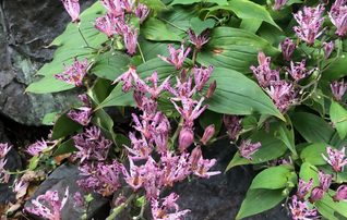 11月21日（土）植物園～みんなの植物楽(がく)～